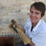 Dr. Kim Everson with a rehab-bound baby Eastern Grey Squirrel
