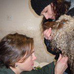 Dr. Kim and goat work