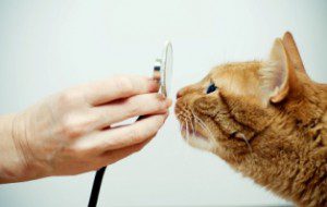 Medical Care