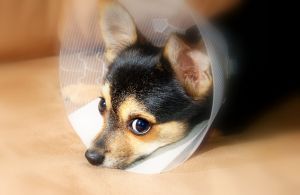 Surgical Care