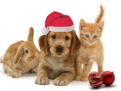 The Twelve Days of Christmas…Pet Vet Style