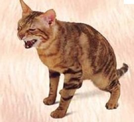 Feline Urethral Obstruction, a Common Cat Emergency