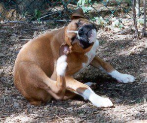 Itchy Boxer scratches at ears