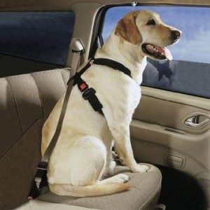 The use of a dog seat belt not only keeps a pet from interfering with safe driving, but also keeps a pet inside the vehicle in the event of an accident.