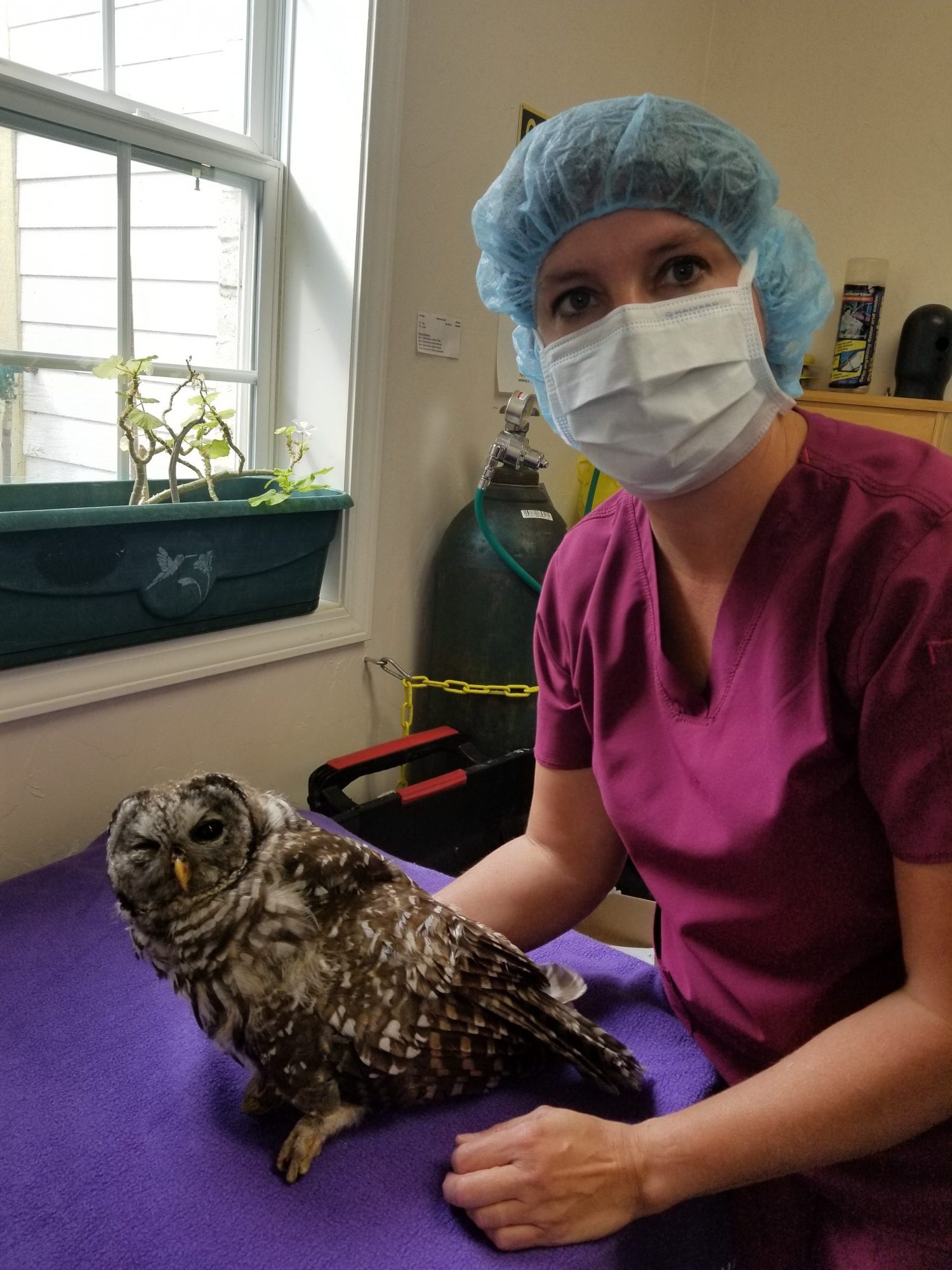 Dr. Kim Everson, DVM St. Bernard's Animal Medical Center