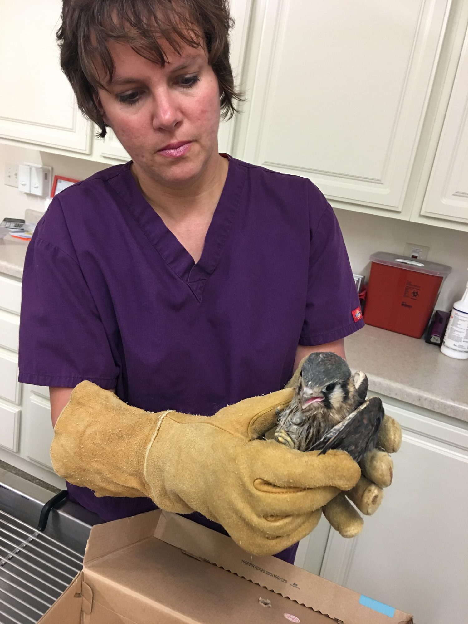 Dr. Kim Everson, DVM St. Bernard's Animal Medical Center